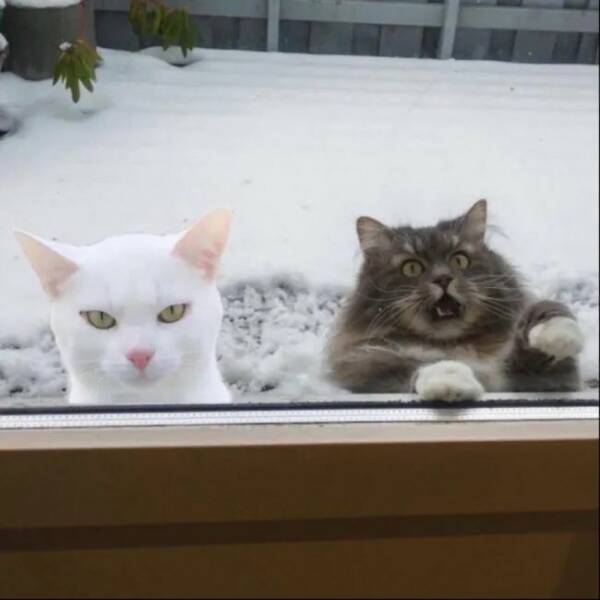 Purrfectly Hilarious Cat Memes And Photos