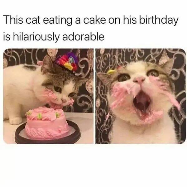 Purrfectly Hilarious Cat Memes And Photos