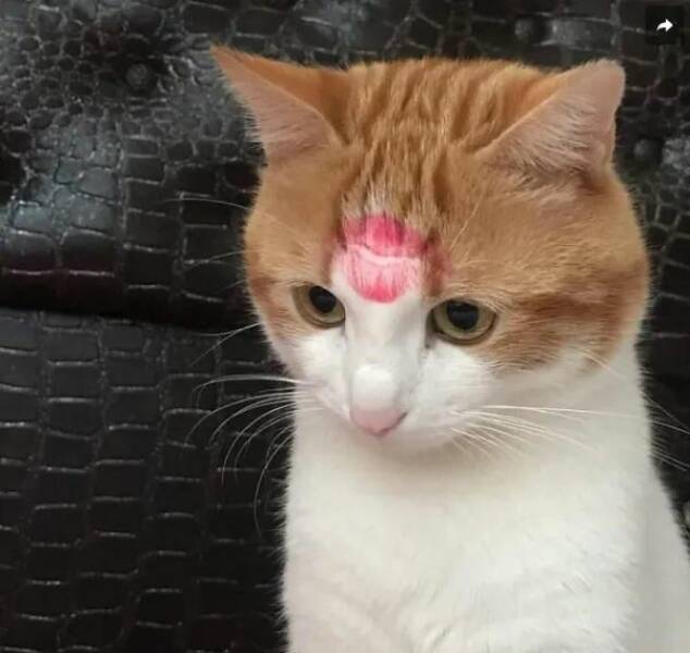 Purrfectly Hilarious Cat Memes And Photos