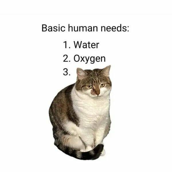 Purrfectly Hilarious Cat Memes And Photos