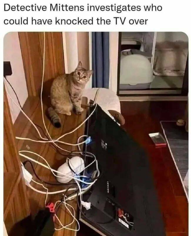 Purrfectly Hilarious Cat Memes And Photos