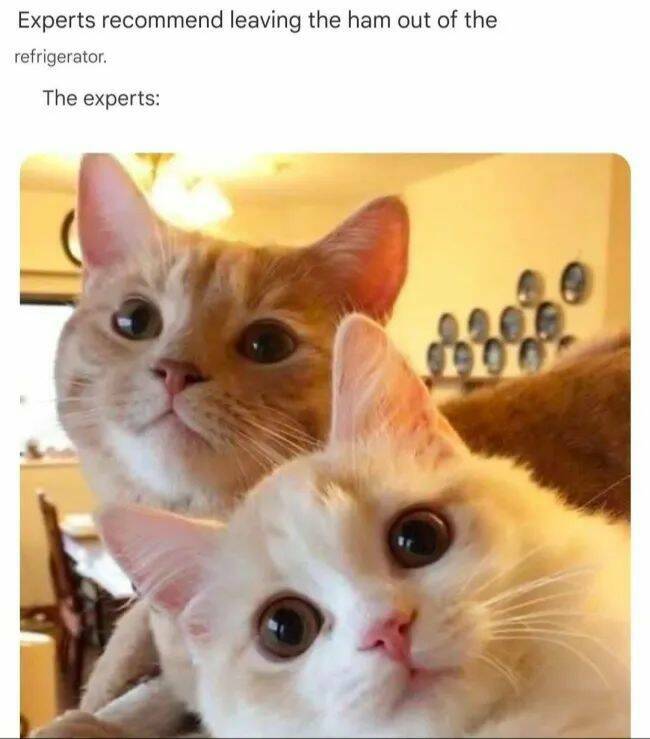 Purrfectly Hilarious Cat Memes And Photos