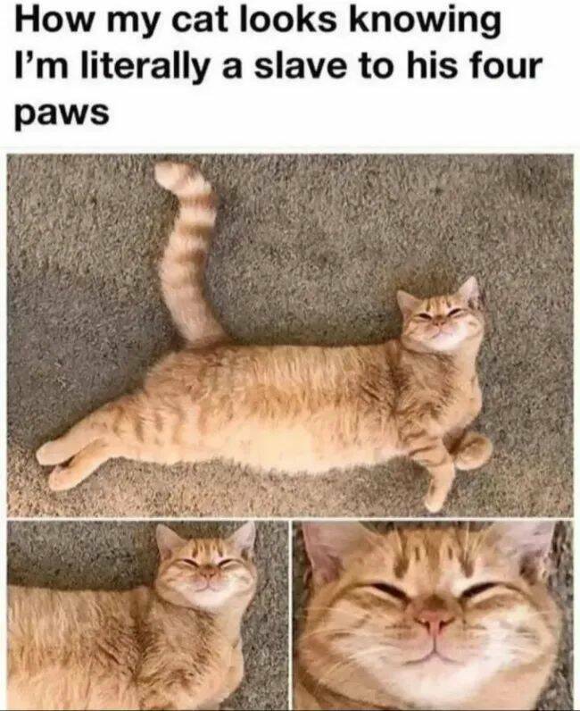 Purrfectly Hilarious Cat Memes And Photos