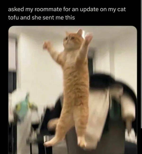 Purrfectly Hilarious Cat Memes And Photos