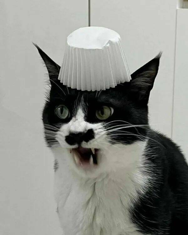 Purrfectly Hilarious Cat Memes And Photos