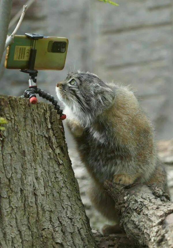 Purrfectly Hilarious Cat Memes And Photos