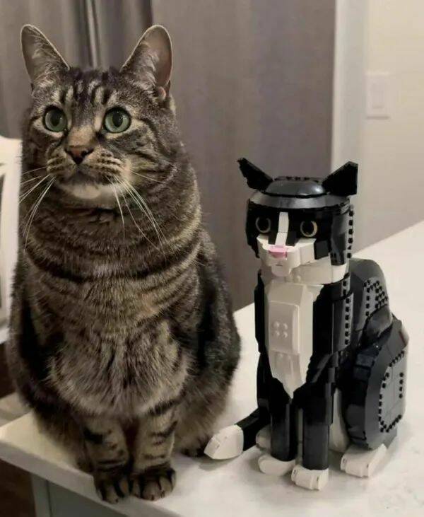 Purrfectly Hilarious Cat Memes And Photos