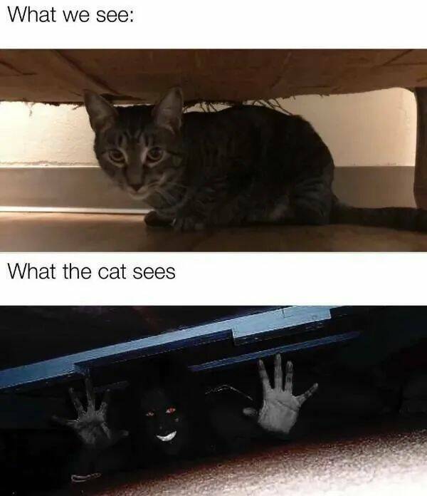 Purrfectly Hilarious Cat Memes And Photos