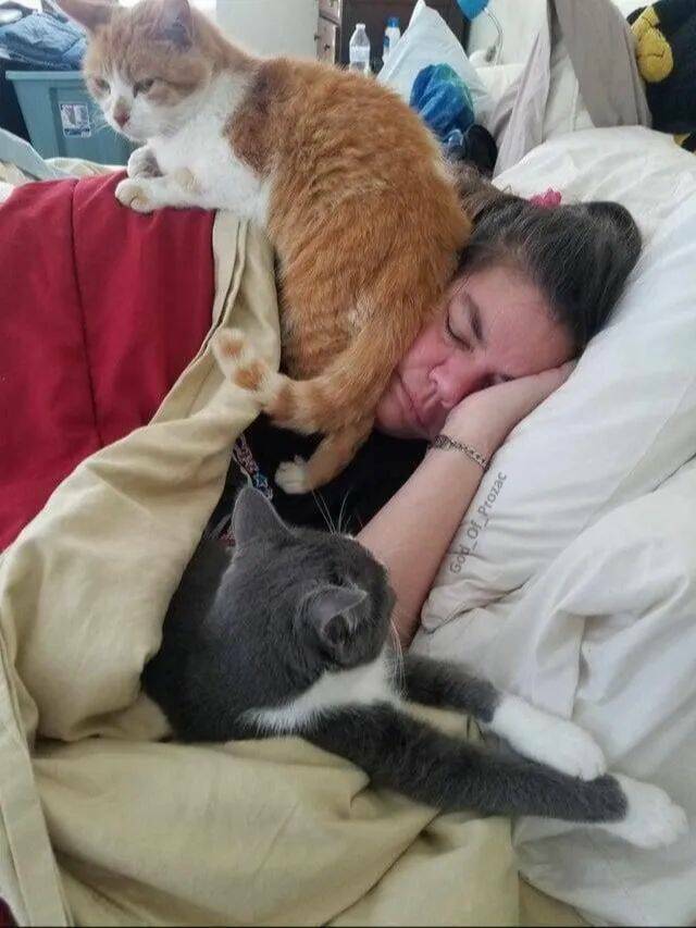 Purrfectly Hilarious Cat Memes And Photos