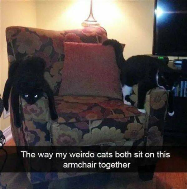 Purrfectly Hilarious Cat Memes And Photos