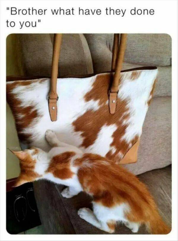 Purrfectly Hilarious Cat Memes And Photos