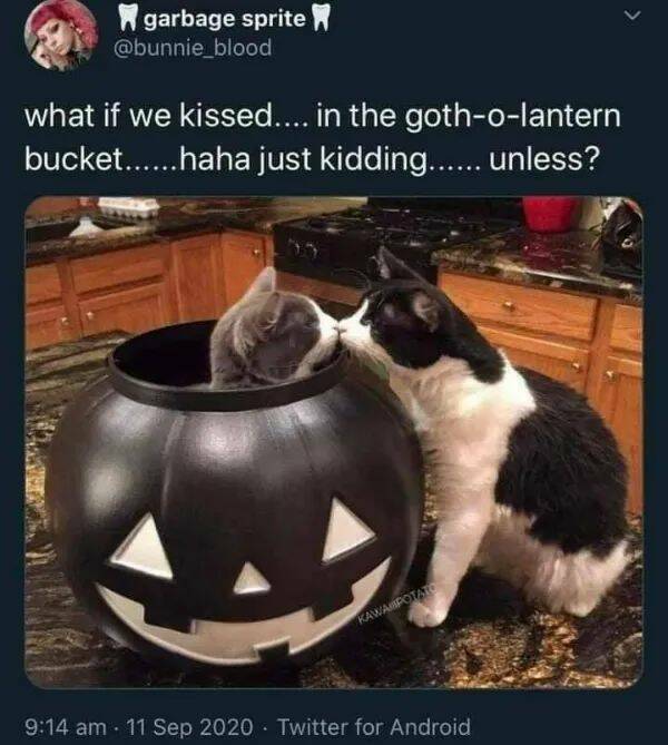 Purrfectly Hilarious Cat Memes And Photos