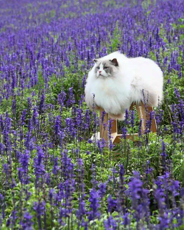 Purrfectly Hilarious Cat Memes And Photos