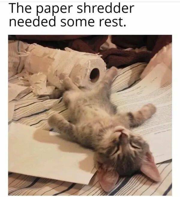 Purrfectly Hilarious Cat Memes And Photos