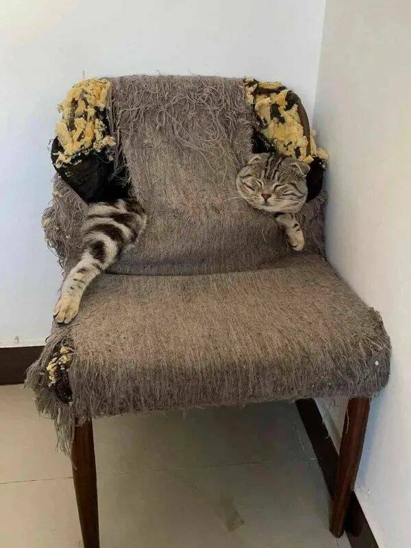 Purrfectly Hilarious Cat Memes And Photos