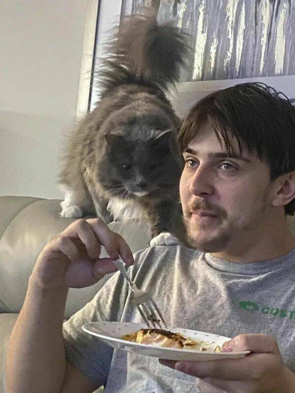 Purrfectly Hilarious Cat Memes And Photos