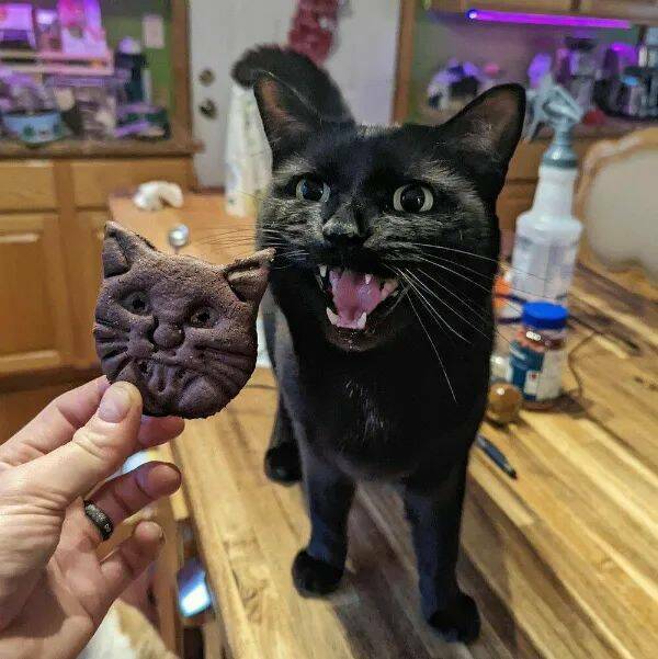 Purrfectly Hilarious Cat Memes And Photos