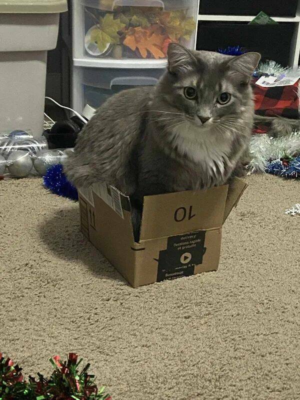 Purrfectly Hilarious Cat Memes And Photos