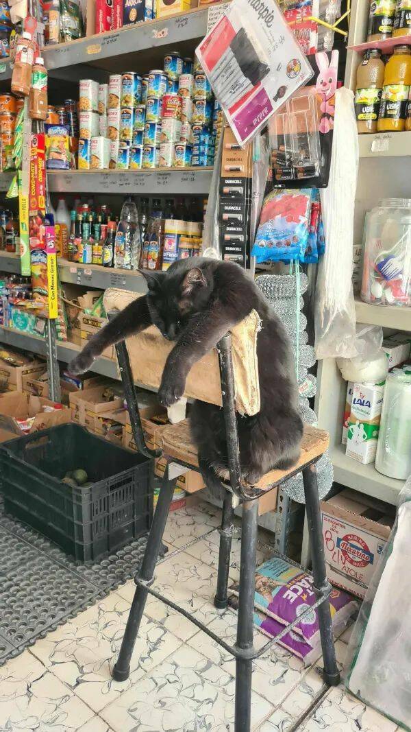 Purrfectly Hilarious Cat Memes And Photos