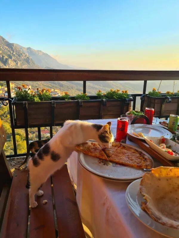 Purrfectly Hilarious Cat Memes And Photos