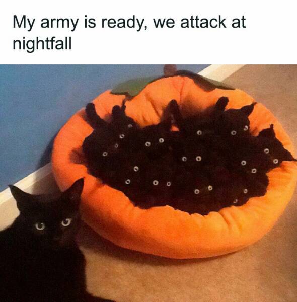 Wholesome Cat Memes That Show Why Cats Are The Best