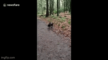 Daily Gifdump Daily Gifdump