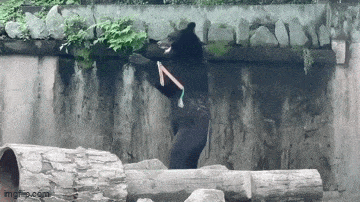 Daily Gifdump Daily Gifdump