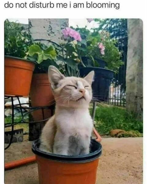 Hilarious Spring Memes To Welcome The Season