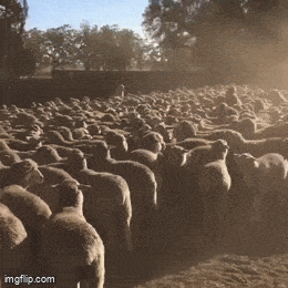 Daily Gifdump Daily Gifdump