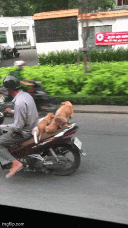 Daily Gifdump Daily Gifdump