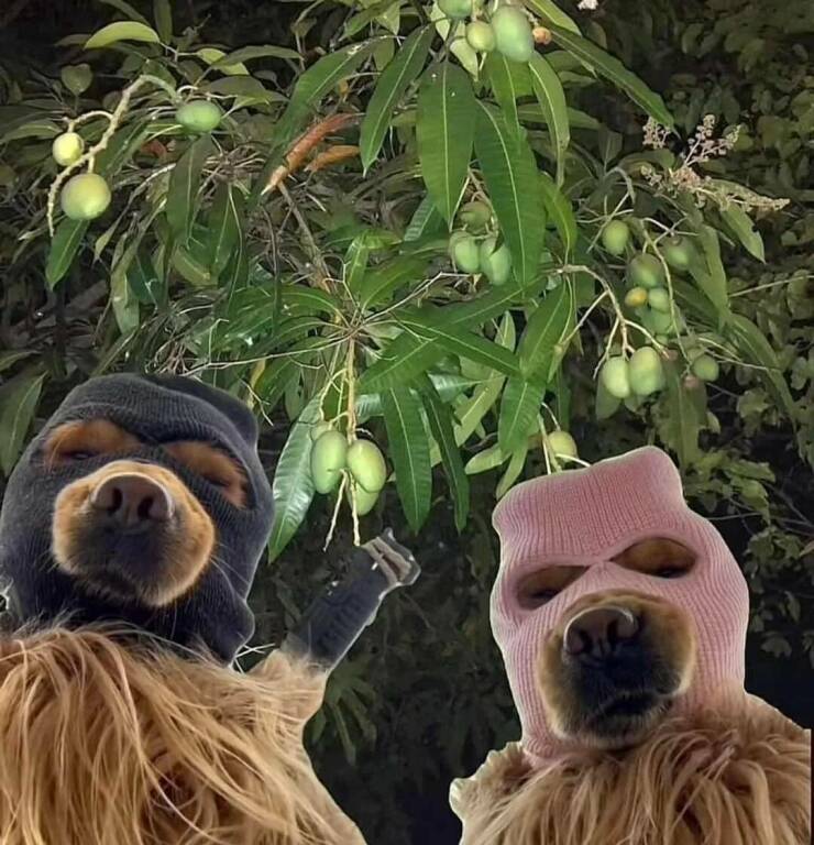 Daily Picdump Daily Picdump