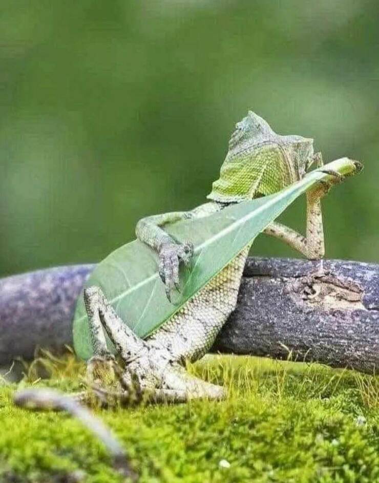 Daily Picdump Daily Picdump