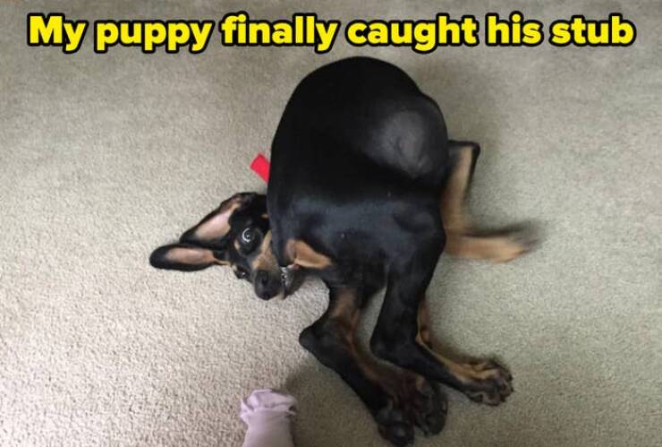 Perfectly Timed Animal Photos That Are Pure Comedy