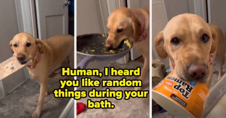 Perfectly Timed Animal Photos That Are Pure Comedy