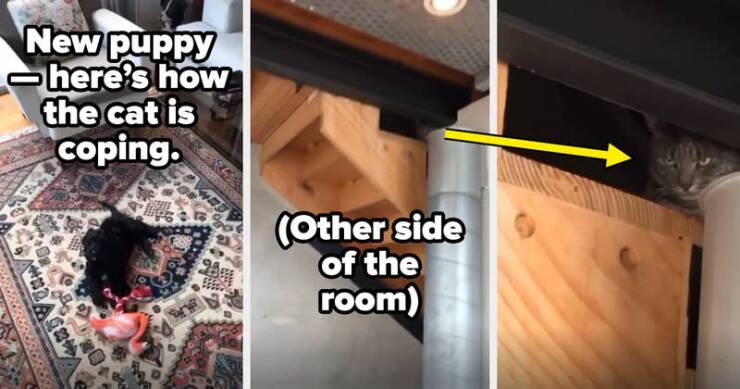 Perfectly Timed Animal Photos That Are Pure Comedy