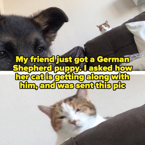 Perfectly Timed Animal Photos That Are Pure Comedy