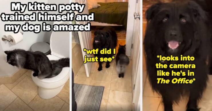 Perfectly Timed Animal Photos That Are Pure Comedy