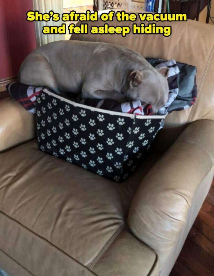 Perfectly Timed Animal Photos That Are Pure Comedy