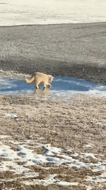 Perfectly Timed Animal Photos That Are Pure Comedy