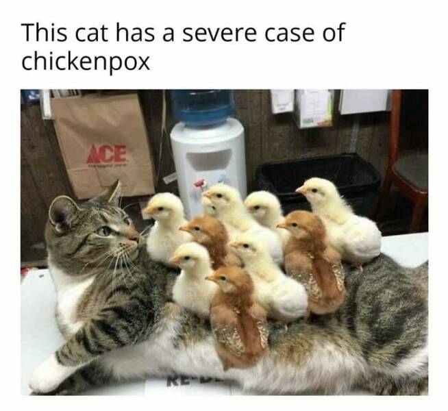 Chaotic Cat Memes That Will Have You Laughing Out Loud