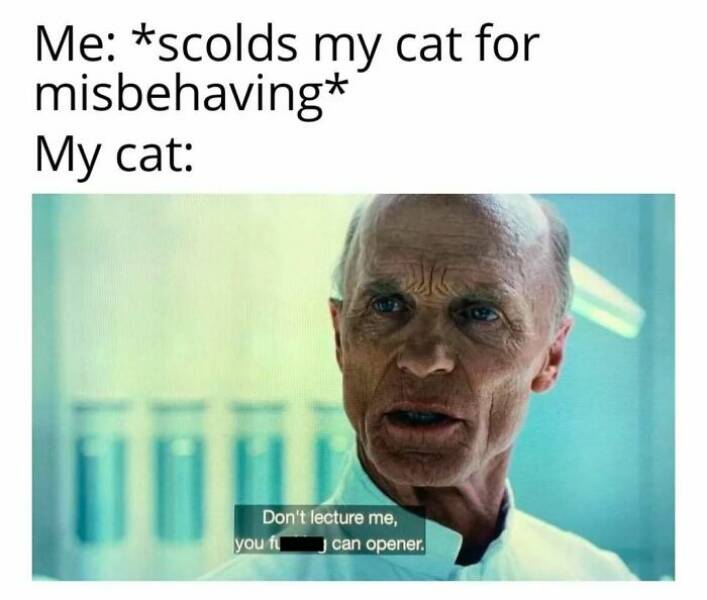 Chaotic Cat Memes That Will Have You Laughing Out Loud