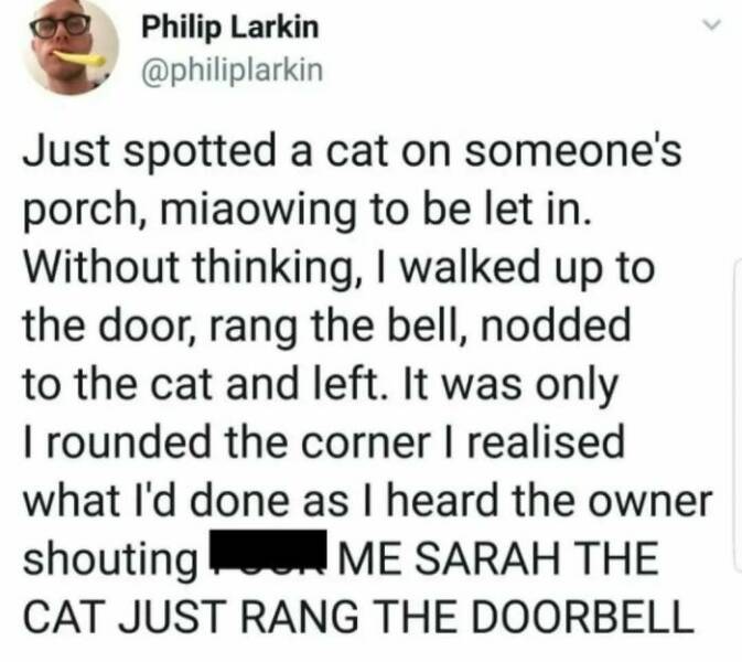 Chaotic Cat Memes That Will Have You Laughing Out Loud