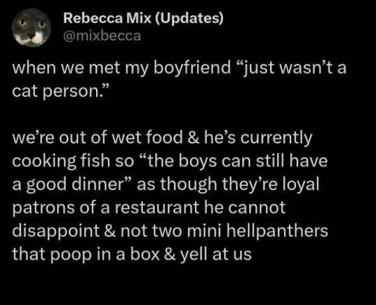 Chaotic Cat Memes That Will Have You Laughing Out Loud