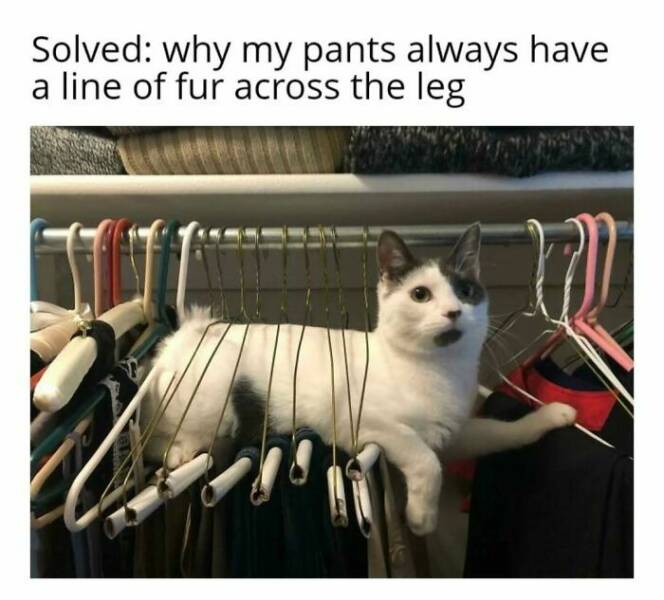 Chaotic Cat Memes That Will Have You Laughing Out Loud