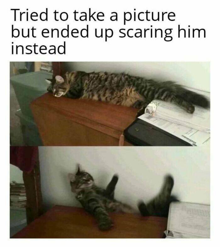 Chaotic Cat Memes That Will Have You Laughing Out Loud