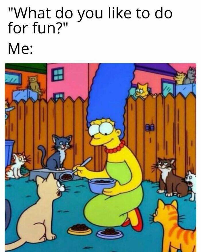 Chaotic Cat Memes That Will Have You Laughing Out Loud