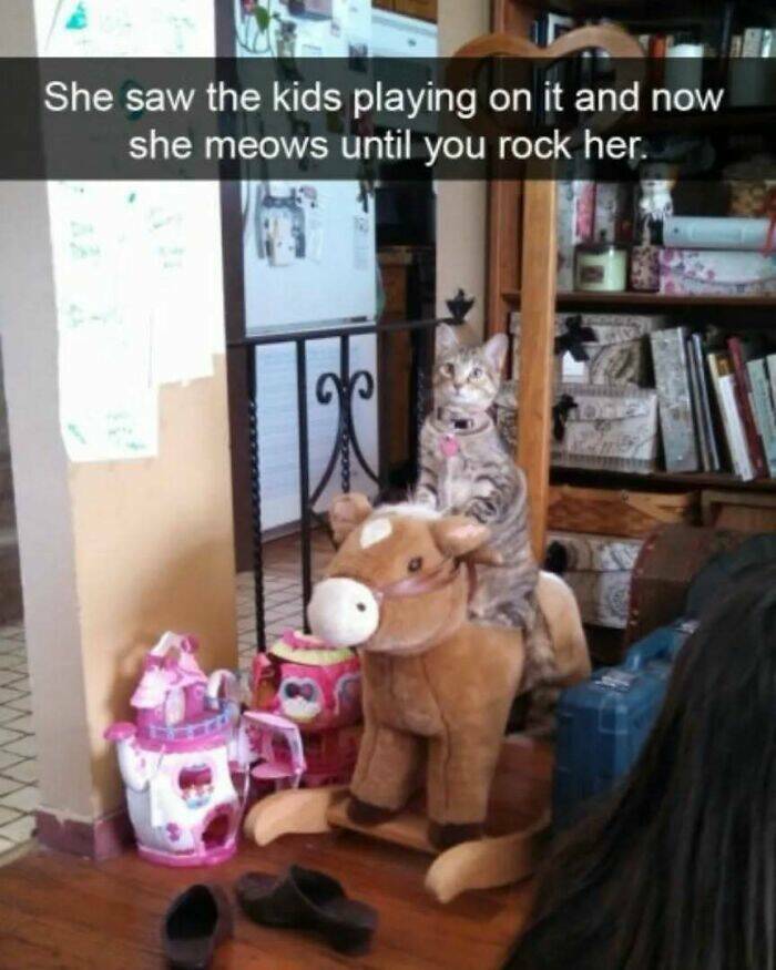 Chaotic Cat Memes That Will Have You Laughing Out Loud