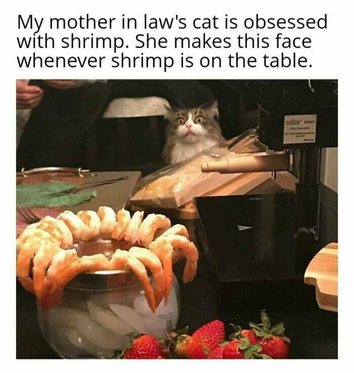 Chaotic Cat Memes That Will Have You Laughing Out Loud