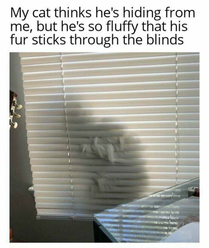 Chaotic Cat Memes That Will Have You Laughing Out Loud