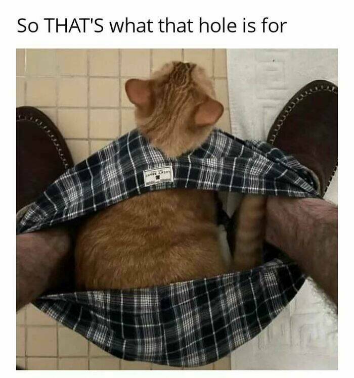 Chaotic Cat Memes That Will Have You Laughing Out Loud